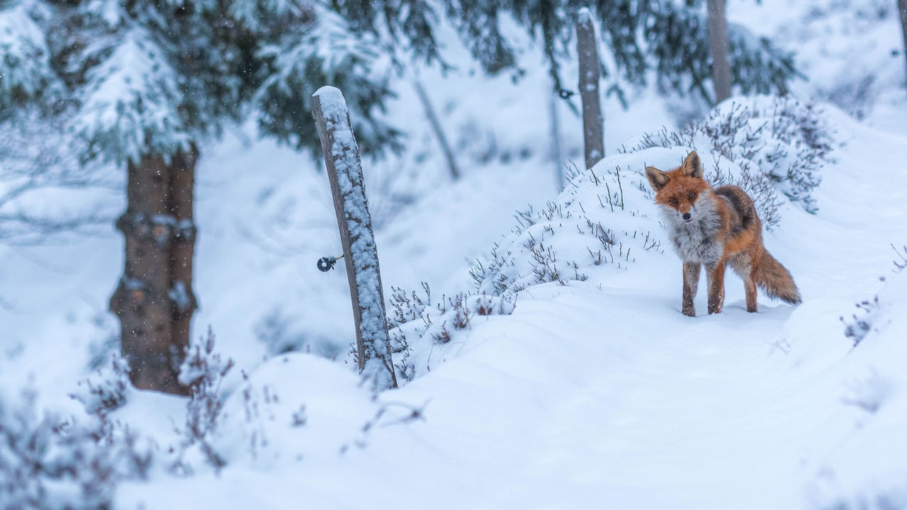 Renard roux, Lac des Truites, Soultzeren, Alsace, France (© gmo-pixel/500px/Getty Images) desktop wallpaper