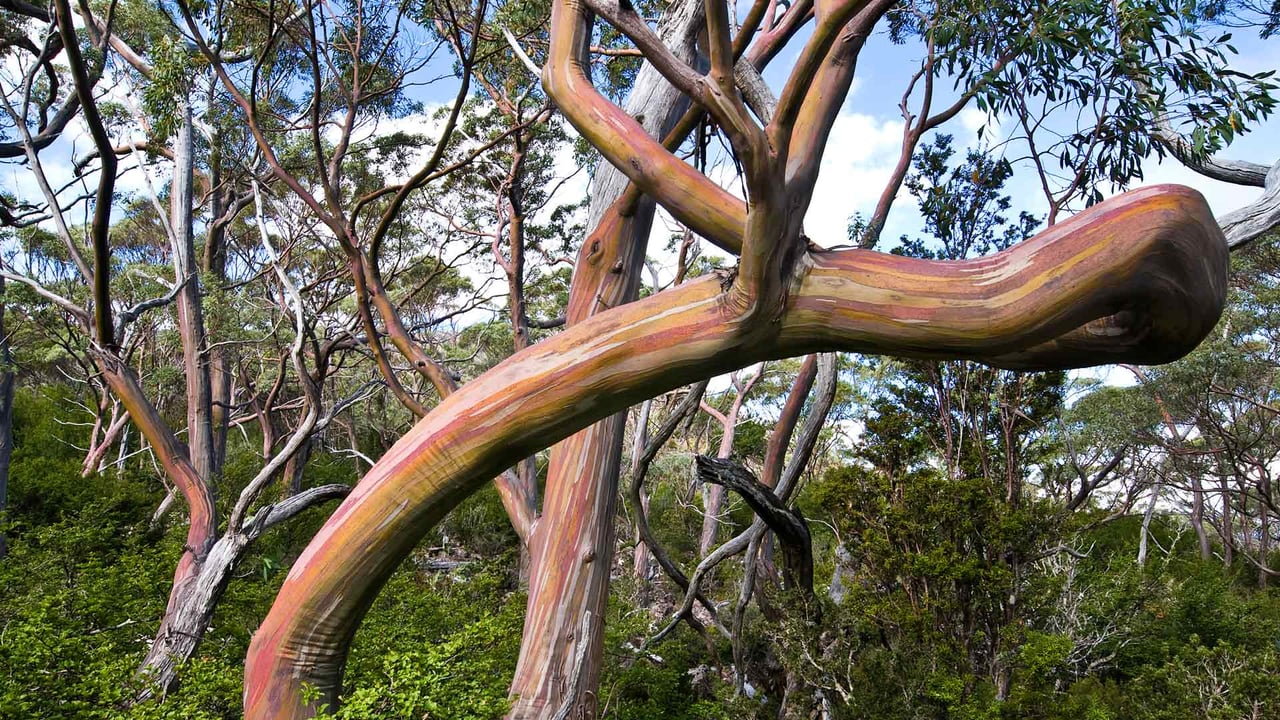 Tasmanian snow gum trees, Mount Field National Park, Tasmania, Australia (© Ignacio Palacios/Getty Images) desktop wallpaper