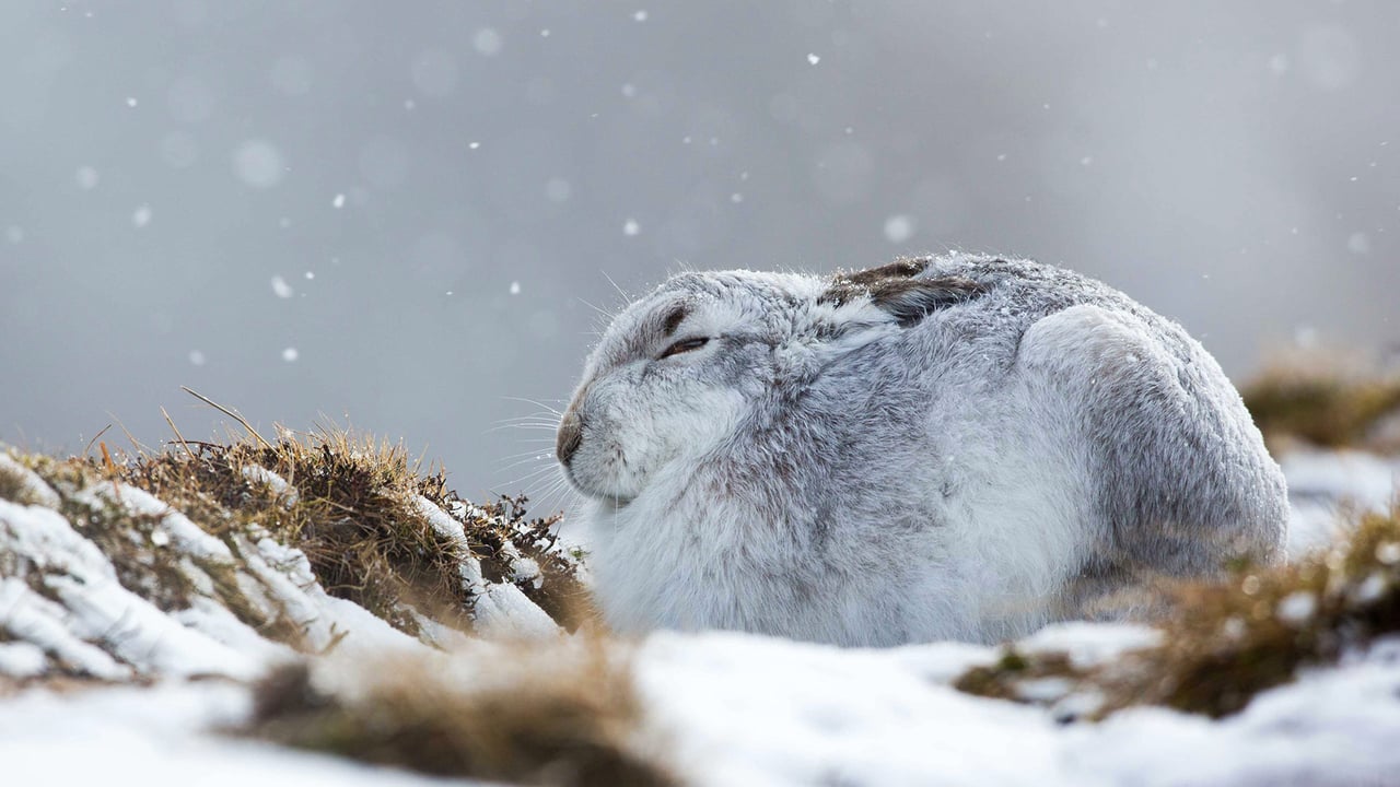 A mountain hare hunkers down in a snowstorm, the Cairngorms, Scotland (© Lyle McCalmont/Getty Images) desktop wallpaper
