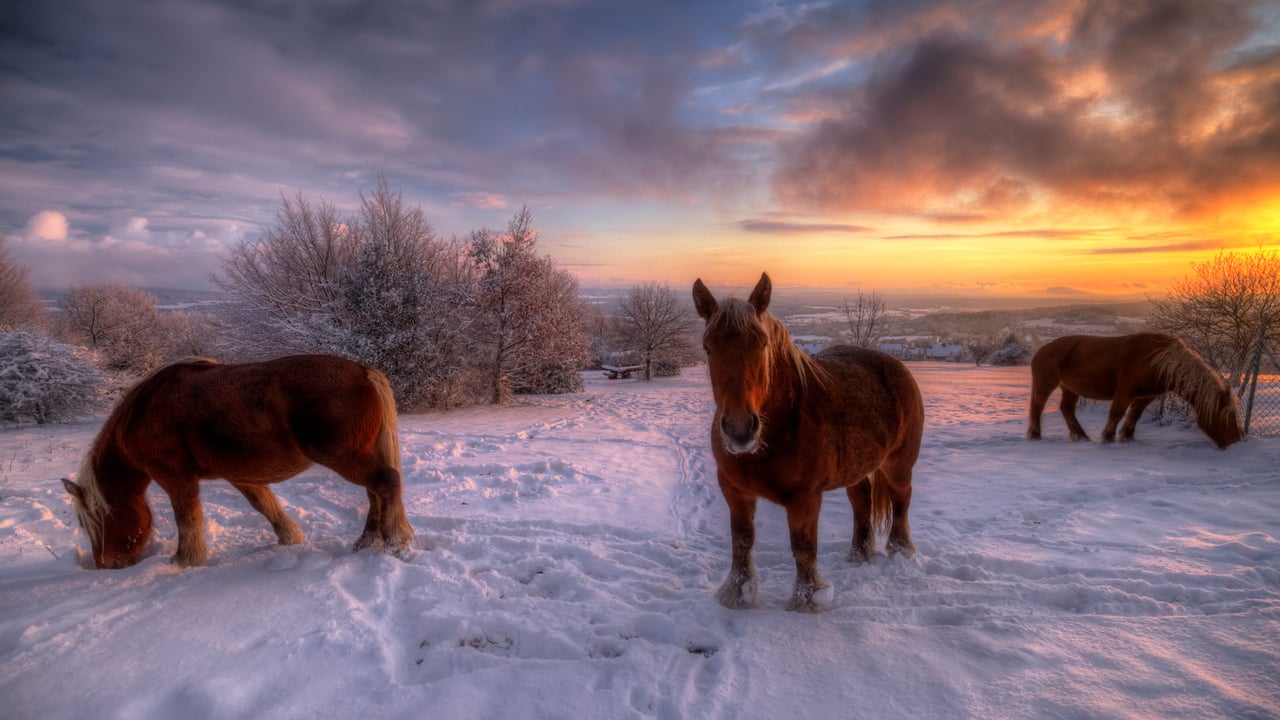 Chevaux comtois, Jura, Bourgogne-Franche-Comté, France (© Philippe Saire Photography/Getty Images) desktop wallpaper