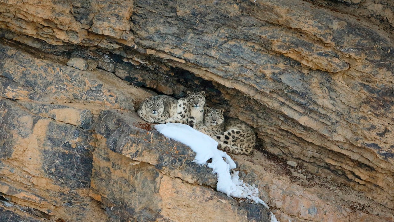 Snow leopard with her cubs, Spiti Valley, Cold Desert Biosphere Reserve, India (© Oriol Alamany/naturepl.com) desktop wallpaper