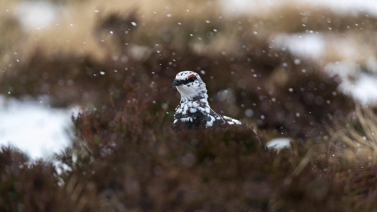 Ptarmigan (lagopus muta) in snow, Scotland (© David Chapman/Alamy Stock Photo) desktop wallpaper