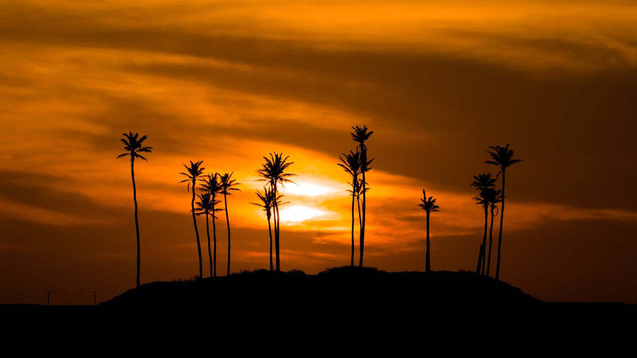 Silhueta de Árvores contra o Céu Alaranjado, Jericoacoara, Ceará (© Fuka jaz/Getty Images) desktop wallpaper