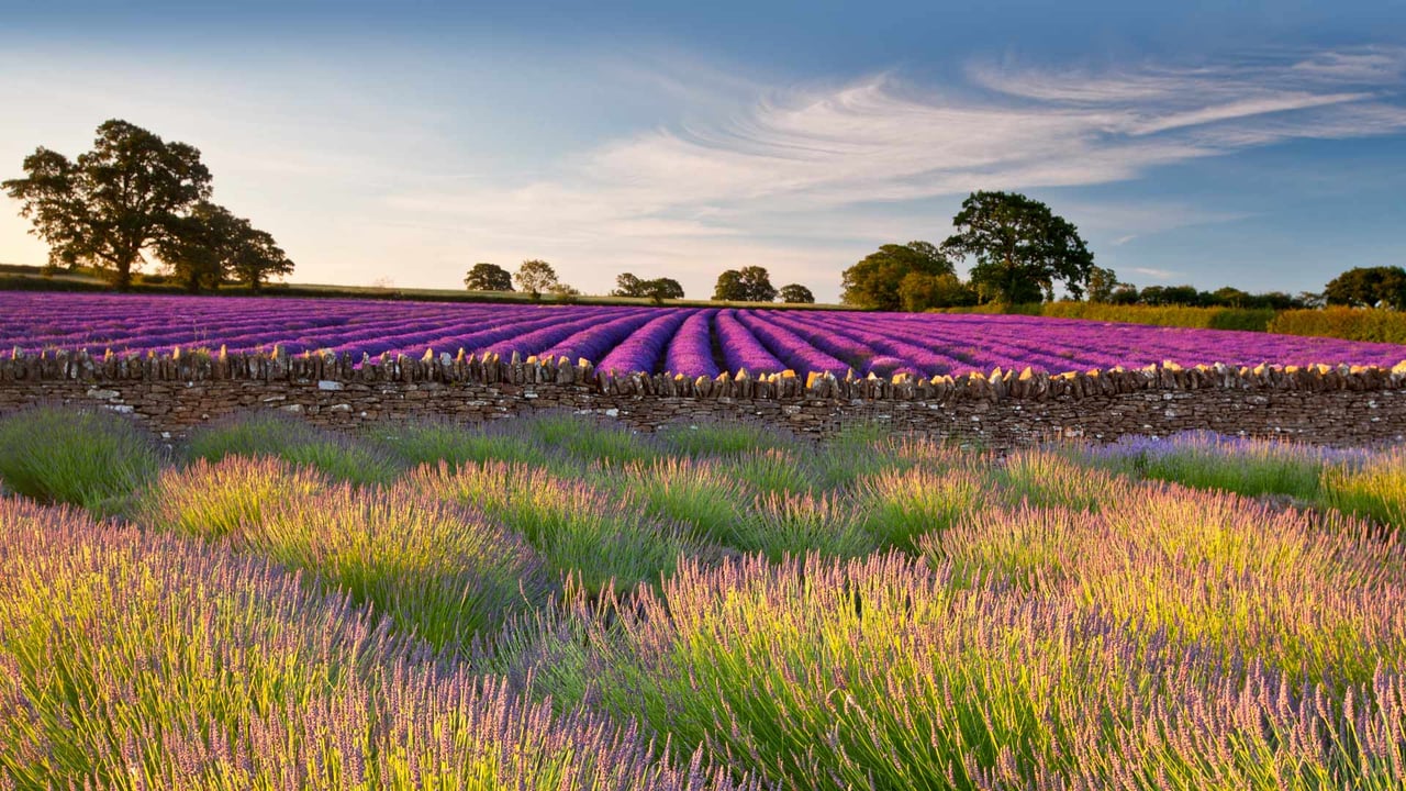 Field of lavender, Somerset, England (© Doug Chinnery/Getty Images) desktop wallpaper