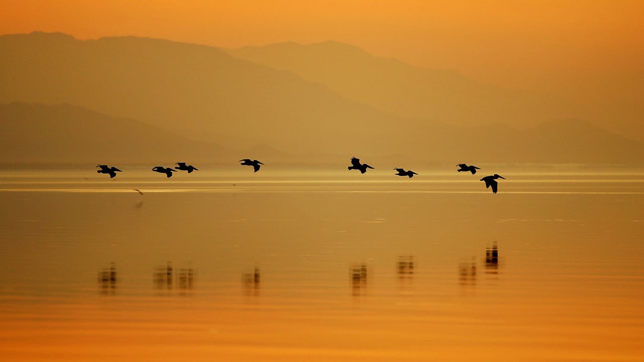 Pelicans at Sonny Bono Salton Sea National Wildlife Refuge, California (© David McNew/Getty Images) desktop wallpaper