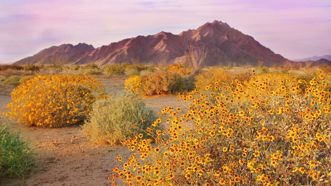 Brittlebushes blooming in springtime, Sonoran Desert, Arizona (© Charles Harker/Getty Images) desktop wallpaper