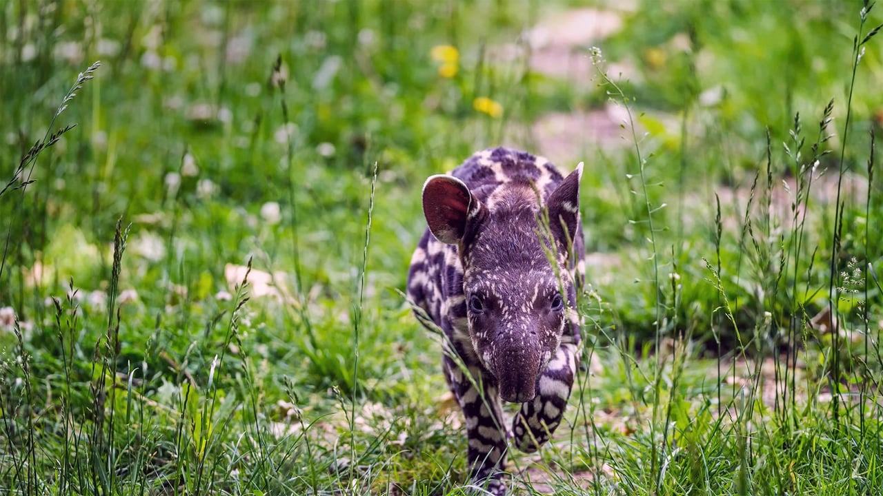 South American tapir calf trots through the grass (© Nick Fox/Shutterstock) desktop wallpaper