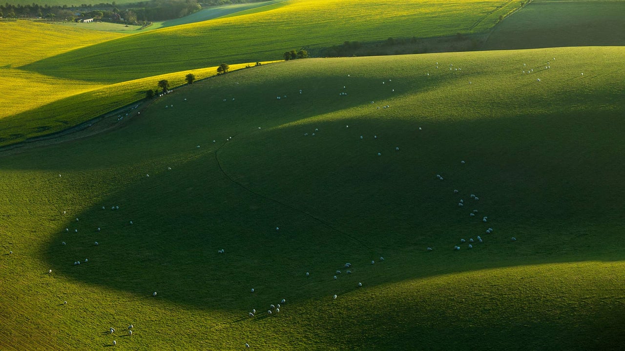 南唐斯国家公园的绵羊,东萨塞克斯郡,英国 (© Slawek Staszczuk/Alamy) desktop wallpaper