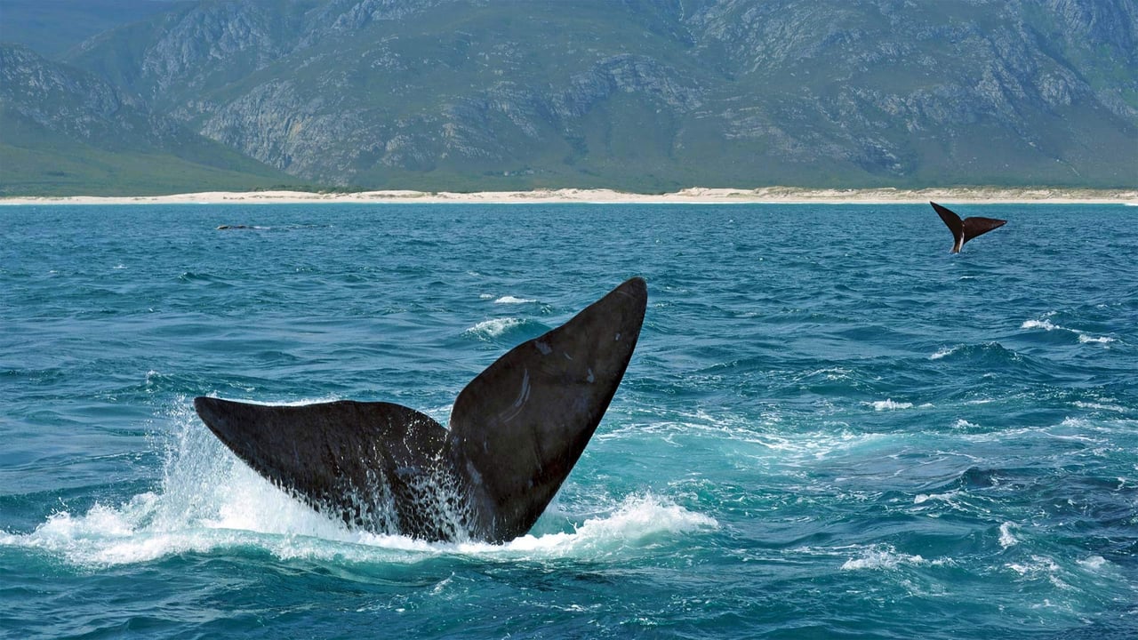 「ミナミセミクジラの尾びれ」南アフリカ, ヘルマナス沖 (© oversnap/E+/Getty Images) desktop wallpaper
