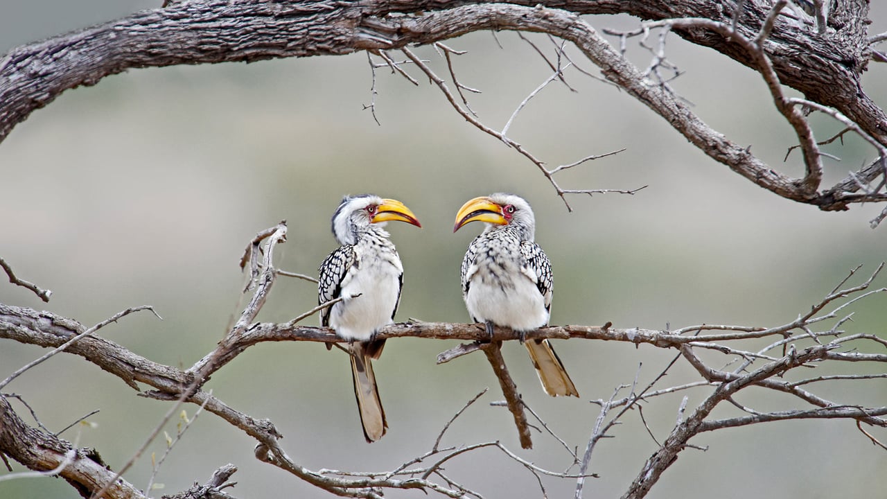 Southern yellow-billed hornbills in Kruger National Park, South Africa (© Ben Cranke/Getty Image) desktop wallpaper