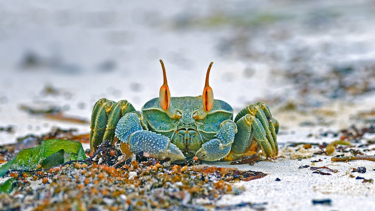 Horned ghost crab, Grand Anse, Praslin Island, Seychelles (© Ingo Schulz/Offset by Shutterstock) desktop wallpaper