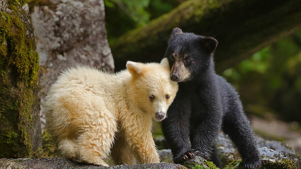 Kermode bear cub siblings huddling in Canada's Great Bear Rainforest, British Columbia (© Ian McAllister/Offset) desktop wallpaper