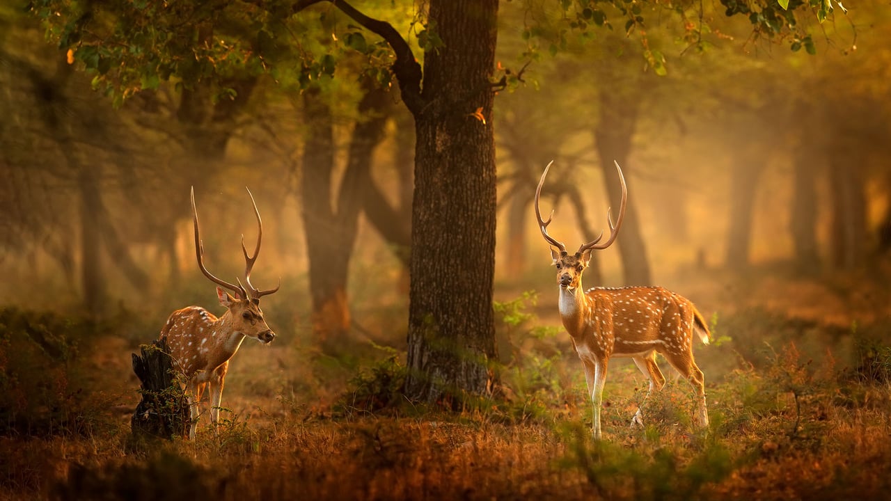 斑鹿,滕波尔国家公园,印度 (© Ondrej Prosicky/Shutterstock) desktop wallpaper