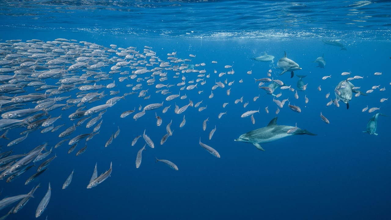 Atlantic spotted dolphins near Santa Maria Island, Azores, Portugal (© Jordi Chias/Minden Pictures) desktop wallpaper