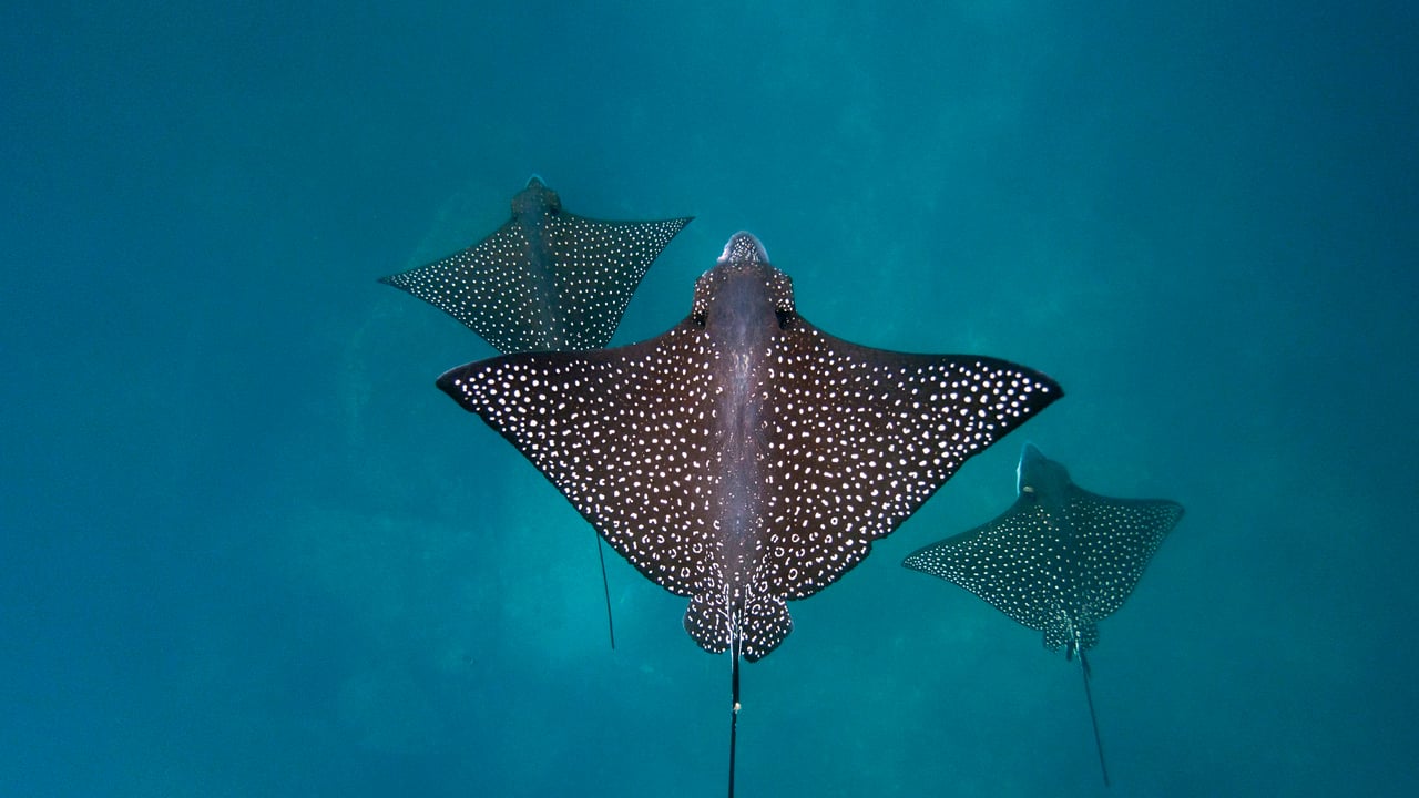 Spotted eagle rays, San Cristóbal Island, Galápagos Islands, Ecuador (© Tui De Roy/Minden Pictures) desktop wallpaper