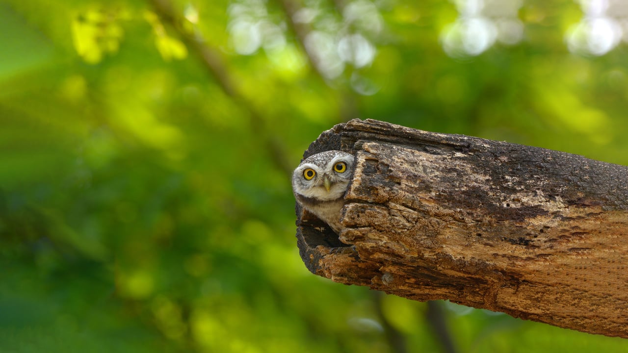 Spotted owlet, Bangkok, Thailand (© Tfilm/Getty Images) desktop wallpaper