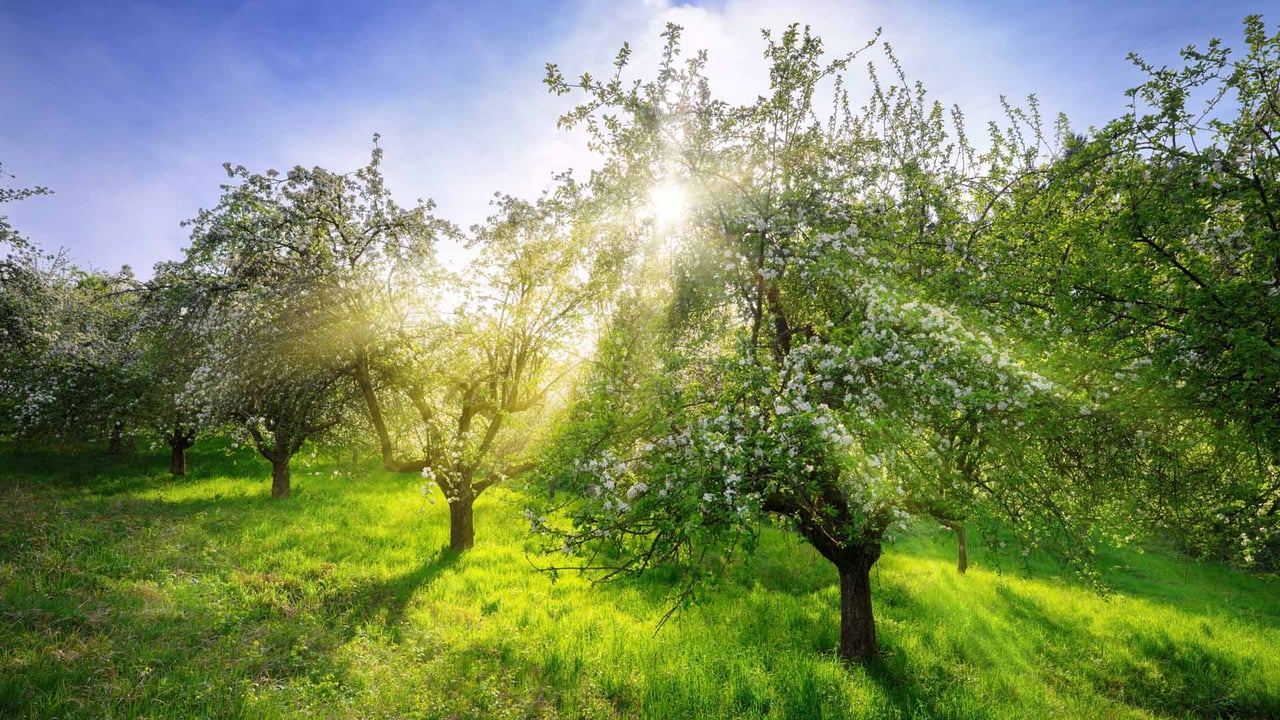 Apple trees in spring, Germany (© Smileus/Getty Images) desktop wallpaper