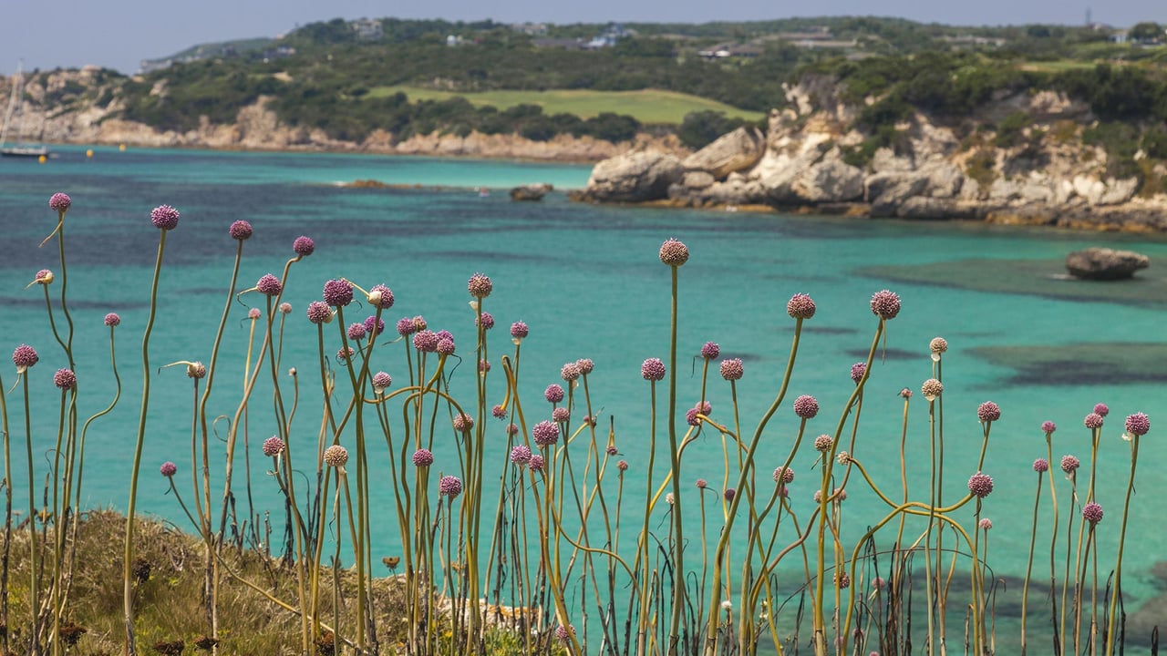 Petites fleurs roses le long d’une crique, Bonifacio, Corse, France (© Roberto Moiola/Getty Images) desktop wallpaper