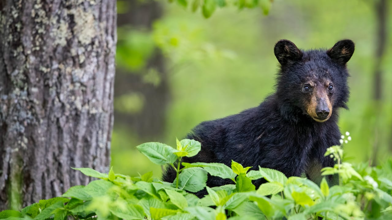 American black bear cub in spring, Shenandoah National Park, Virginia (© Scott Suriano/Getty Images) desktop wallpaper