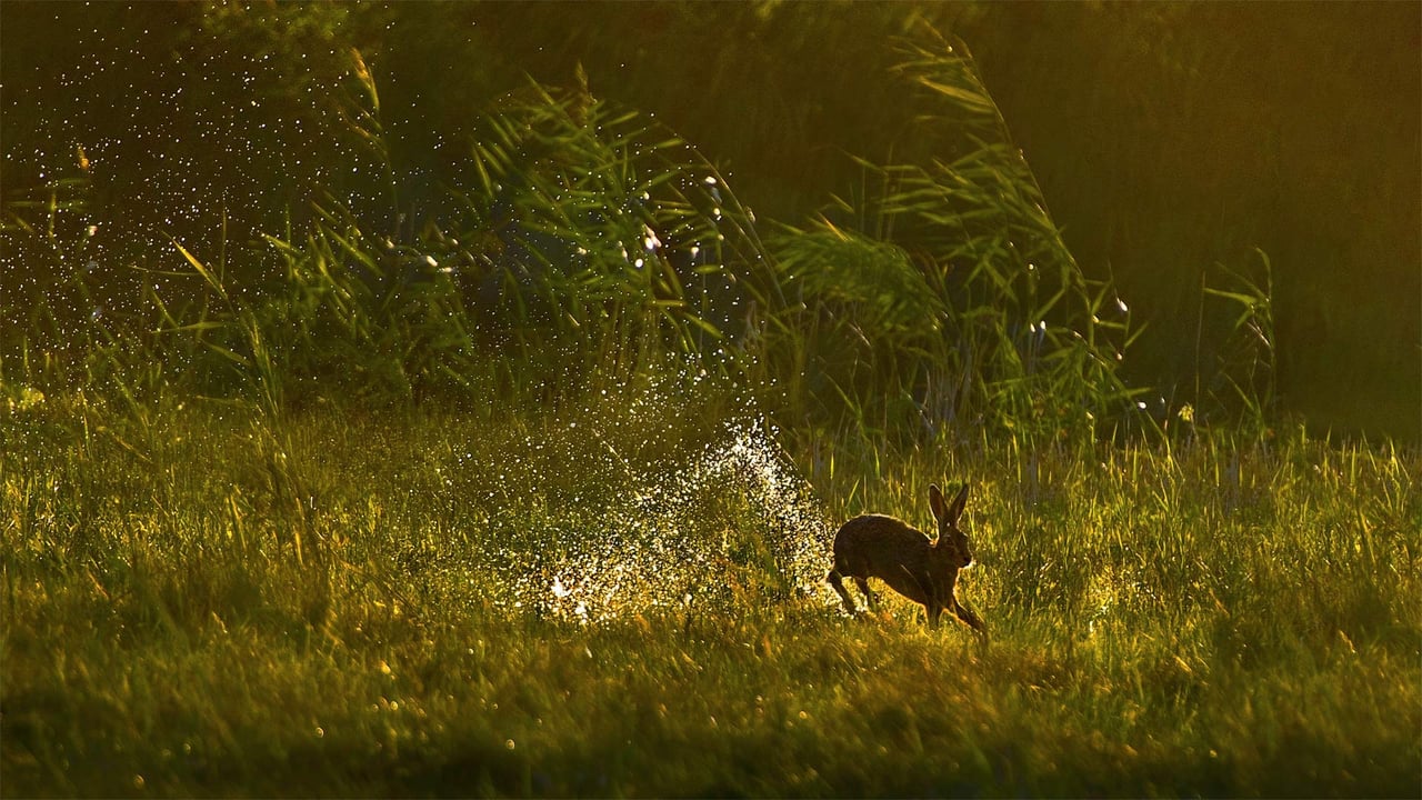 European hare, Netherlands (© Jim Brandenburg/Minden Pictures) desktop wallpaper