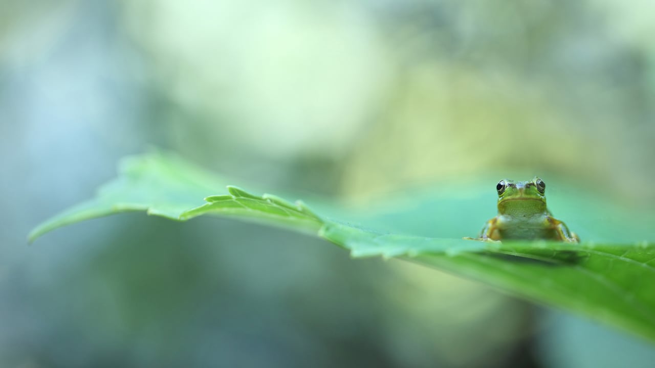 Tree frog on leaf (© Tetsuya Tanooka/DEEPOL by plainpicture) desktop wallpaper
