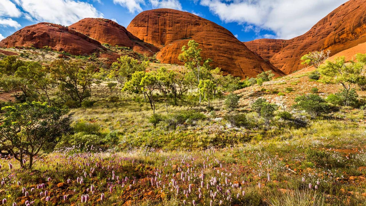 Spring in Uluru-Kata Tjuta National Park, Australia (© Sabine Leuenberger/Alamy Stock Photo) desktop wallpaper