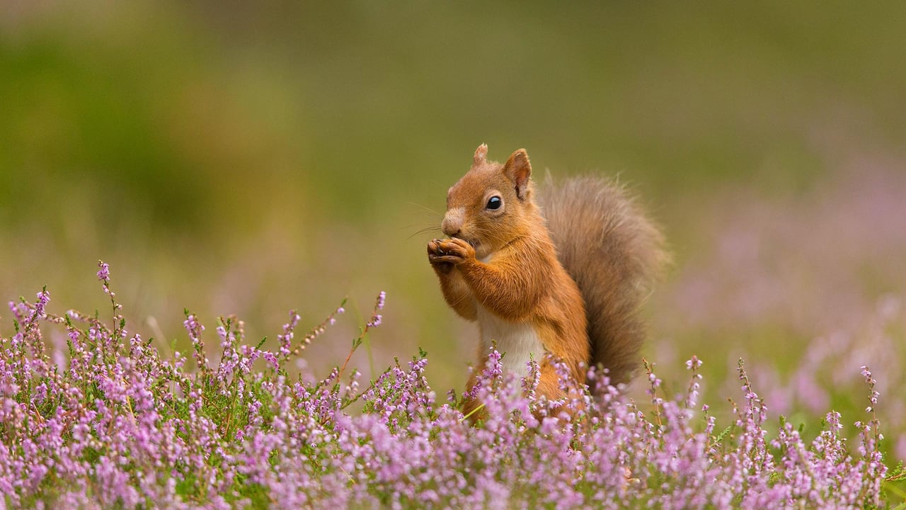 石楠花丛中的一只欧亚红松鼠,英格兰 (© Christopher Drabble/Alamy) desktop wallpaper