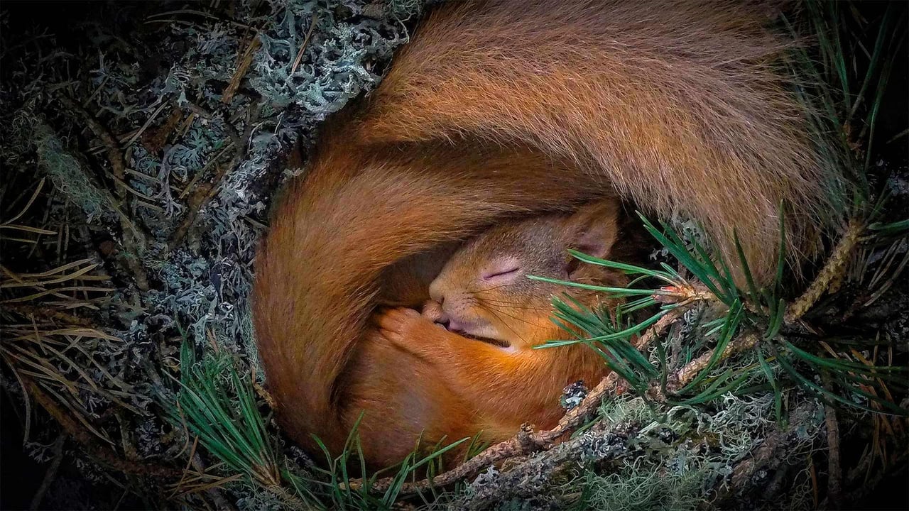 Red squirrel in a nest of lichen and pine needles, Scottish Highlands (© Neil Anderson/Minden Pictures) desktop wallpaper
