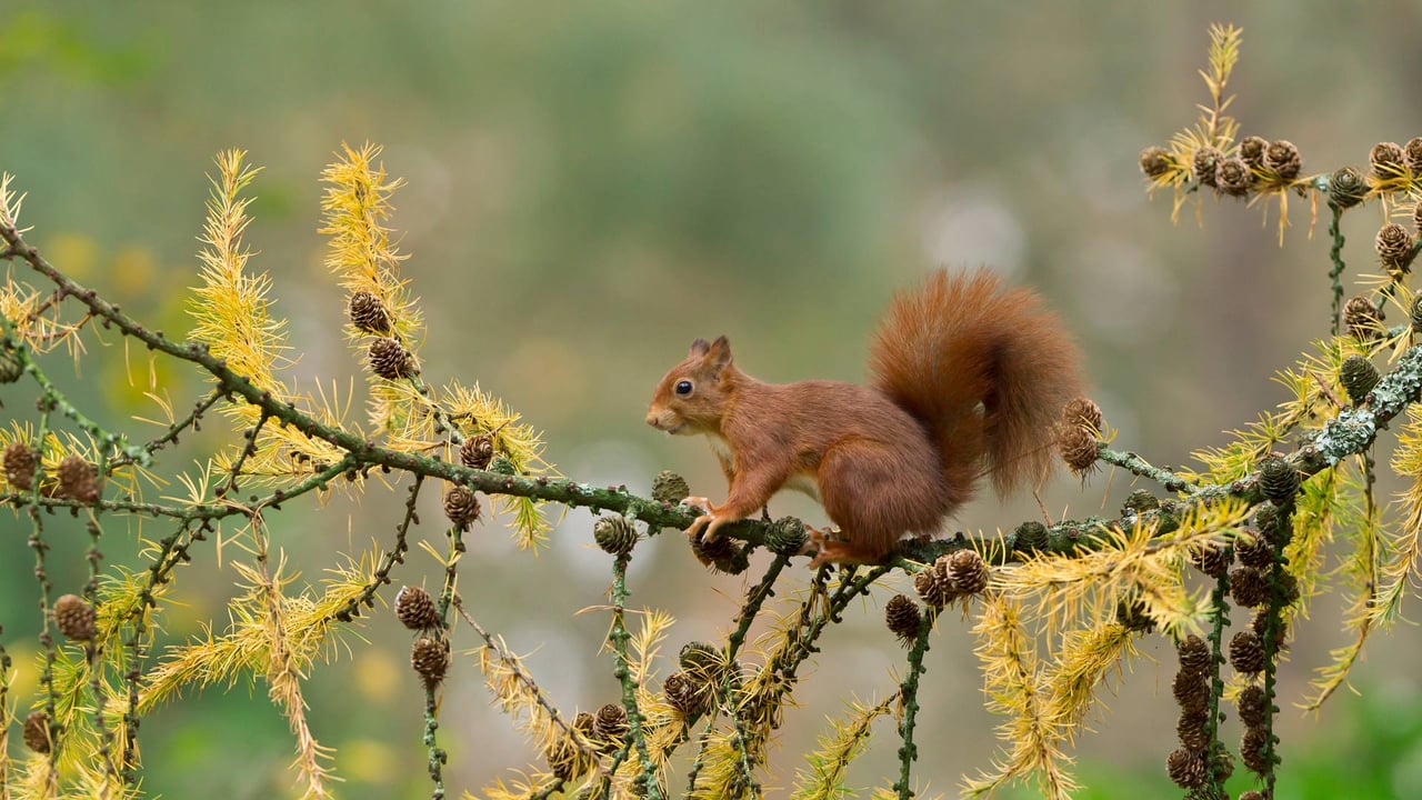 Eurasian red squirrel, Netherlands (© Ernst Dirksen/Minden Pictures) desktop wallpaper