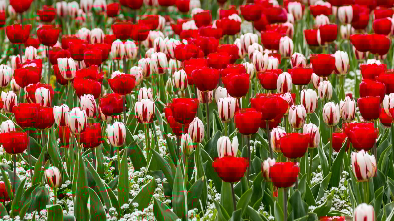 Red and white tulips for St George’s Day (© Annie Eagle/Alamy Stock Photo) desktop wallpaper