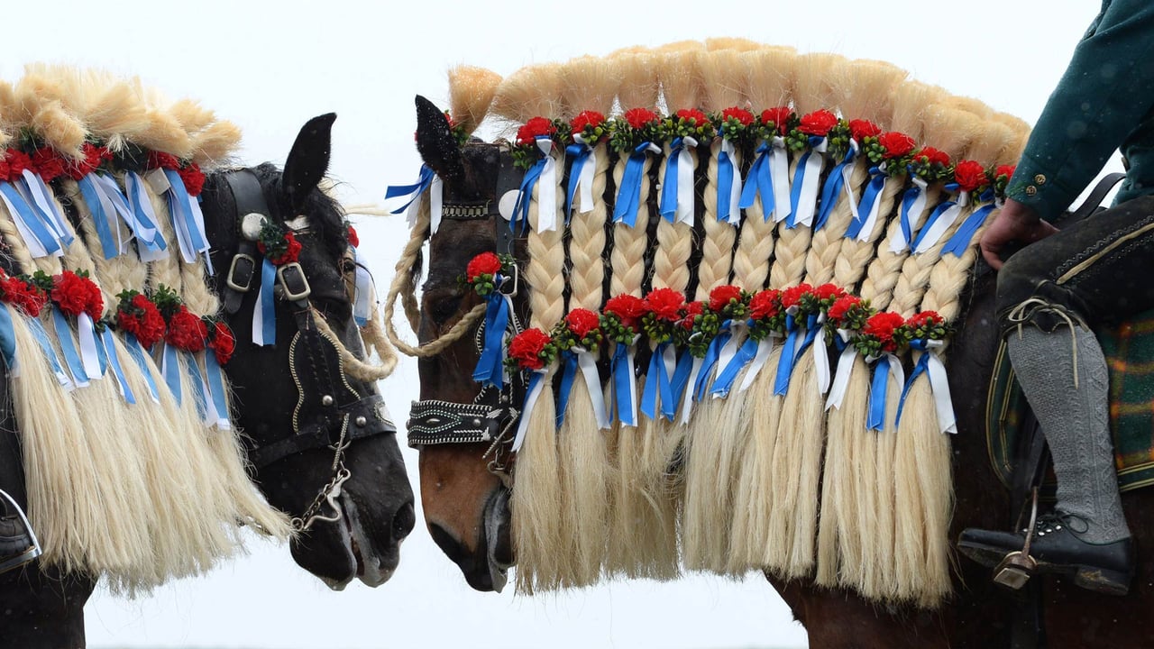 Traunsteiner Pferde beim traditionellen St. Georgi-Ritt am Ostermontag in bayerischen Farben geschmückt, Deutschland (© Christof Stache/AFP via Getty Images) desktop wallpaper