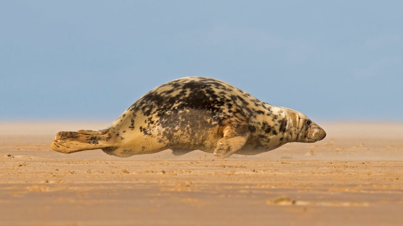 Grey seal hitching itself over the beach at Donna Nook, North Lincolnshire, England (© Frederic Desmette/Minden Pictures) desktop wallpaper