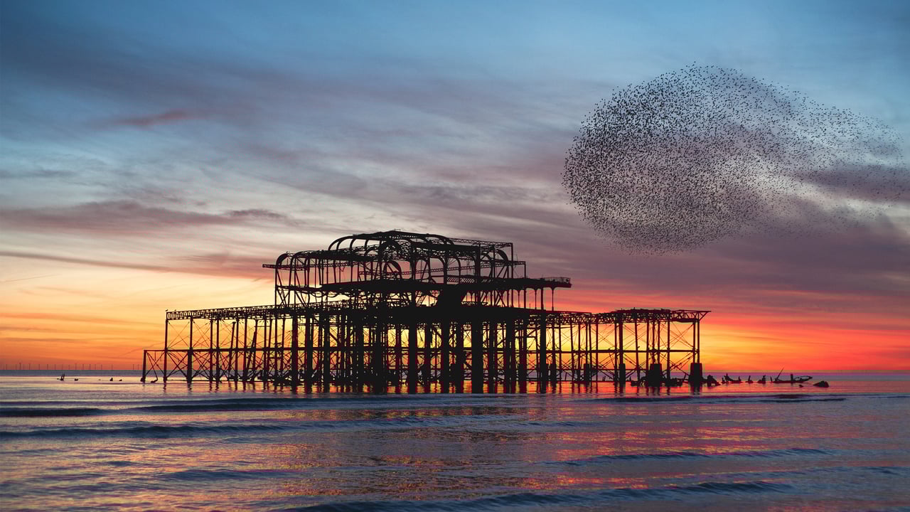 Starling murmuration over the ruins of Brighton's West Pier, England (© Philip Reeve/Photodisc/Getty Images) desktop wallpaper