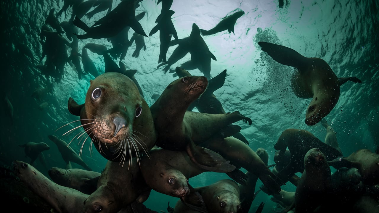 Steller sea lions, Vancouver Island, British Columbia, Canada (© Steve Woods Photography/Getty Images) desktop wallpaper