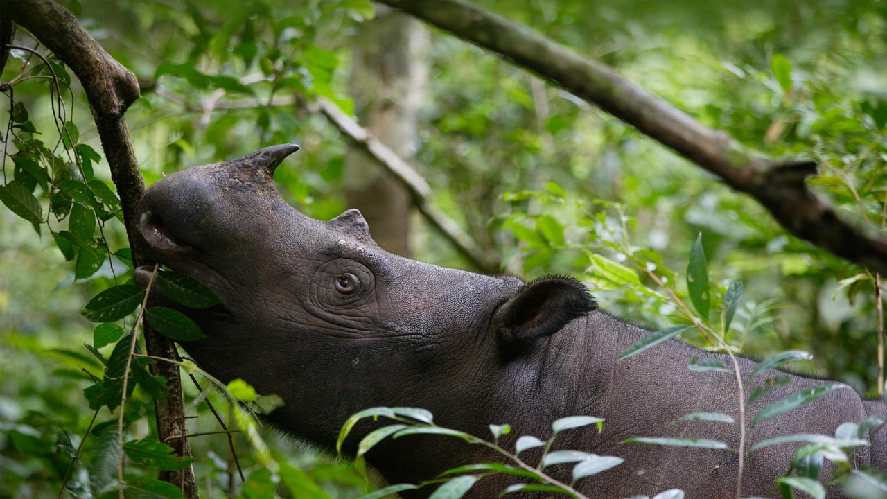 ウェイカンバス国立公園, インドネシア (© Cyril Ruoso/Minden Pictures) desktop wallpaper