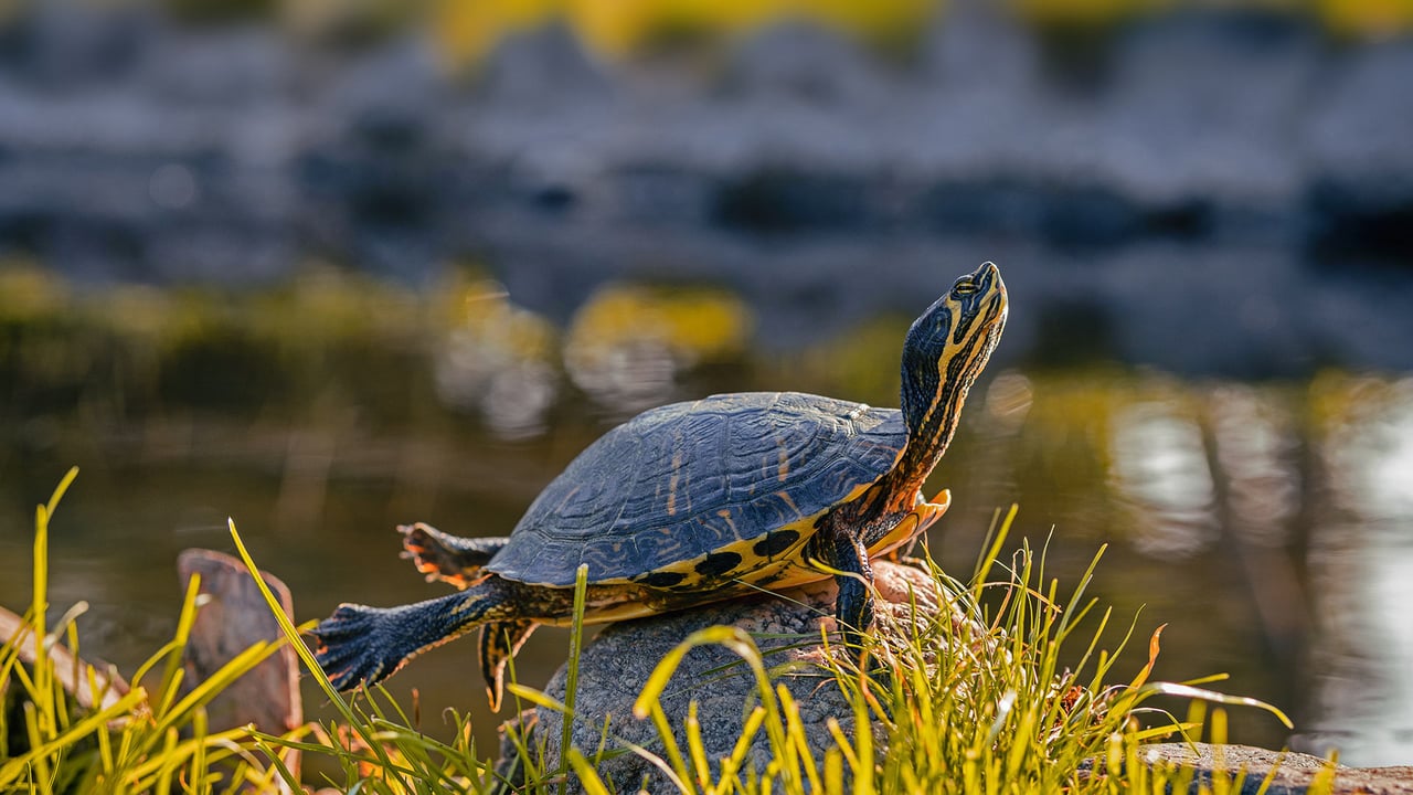 A male yellow-bellied slider (© Marko Markovic Photography/Shutterstock) desktop wallpaper