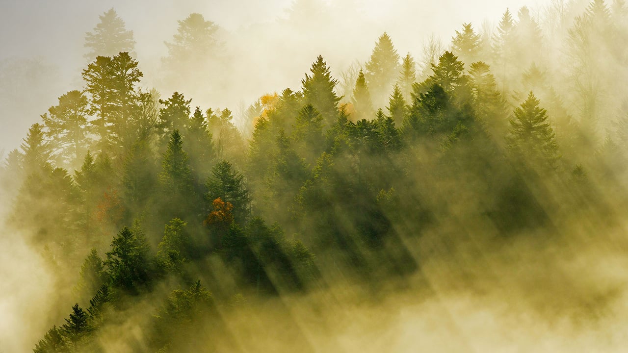 孚日山脉的针叶林,法国 (© Radomir Jakubowski/Minden Pictures) desktop wallpaper