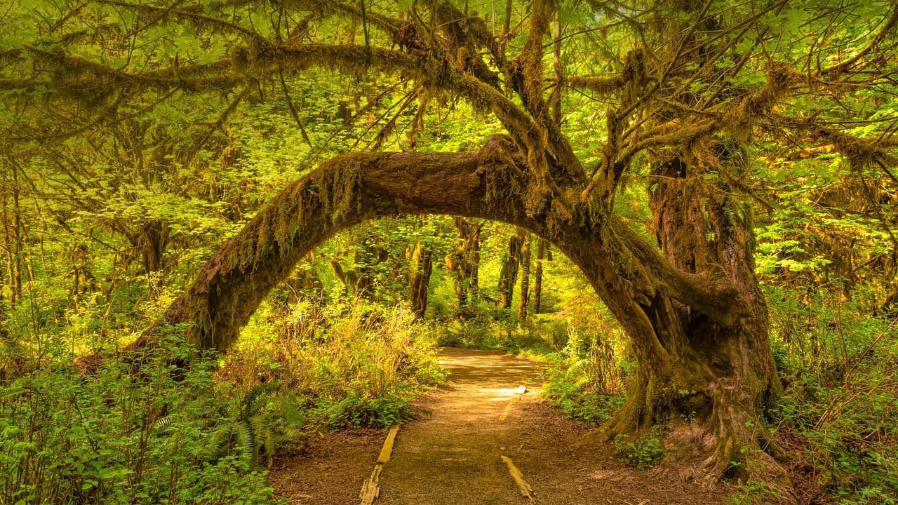 The Hoh Rainforest in Olympic National Park, Washington state (© Jorge Romano/Offset by Shutterstock) desktop wallpaper