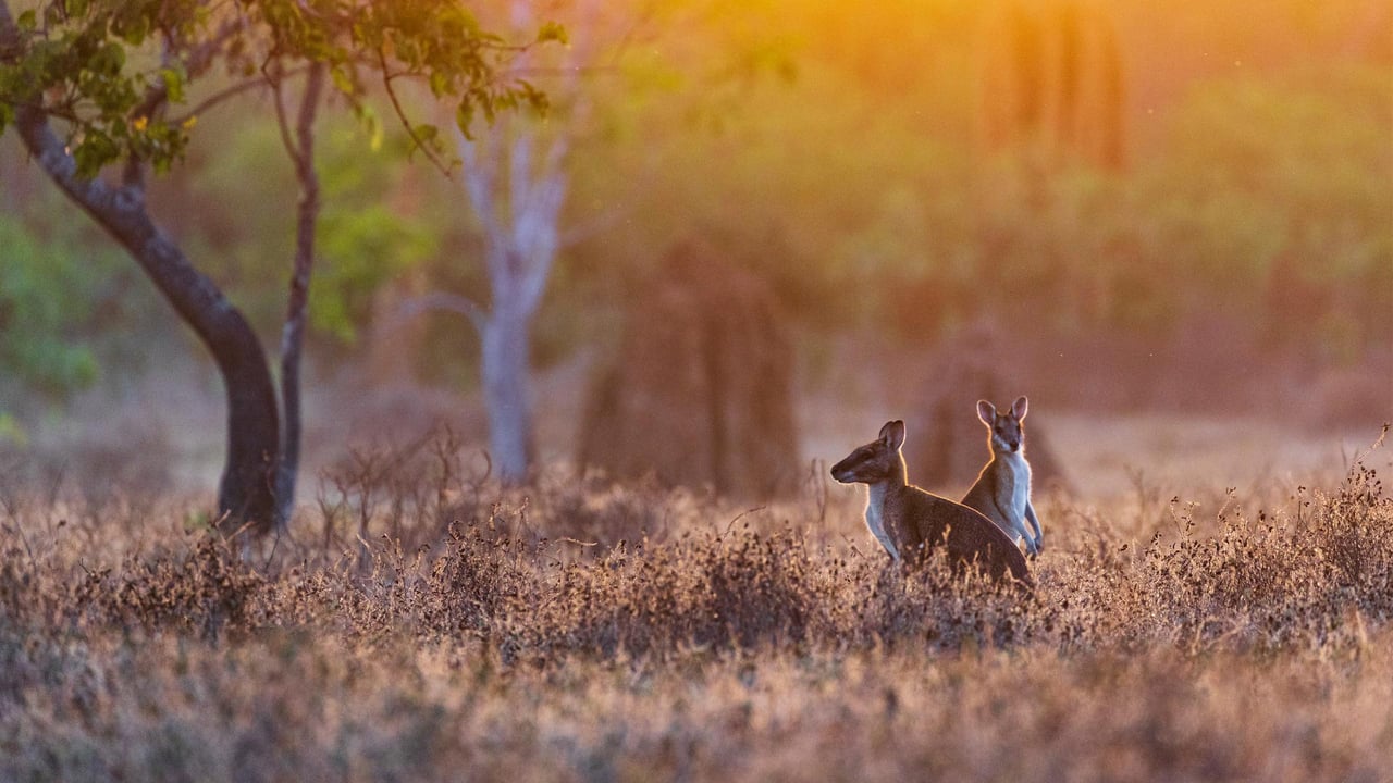 Wallabies at sunrise, Adelaide River, Northern Territory, Australia (© Jeremy Woodhouse/Getty Images) desktop wallpaper