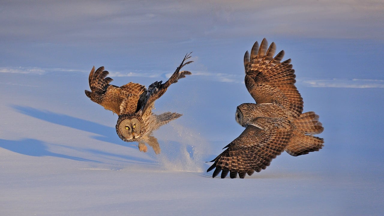 Great gray owls in Montreal, Canada (© rollandgelly/Getty Images) desktop wallpaper