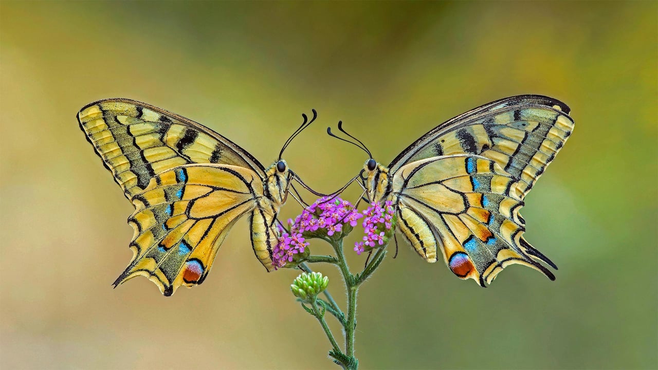 Old World swallowtail butterflies on a flower (© Alberto Ghizzi Panizza/Getty Images) desktop wallpaper