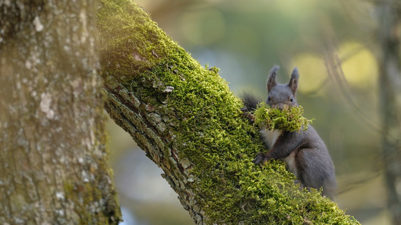 A female Eurasian red squirrel carrying moss, Switzerland (© Jean-Luc and Francoise Ziegler/Minden Pictures) desktop wallpaper