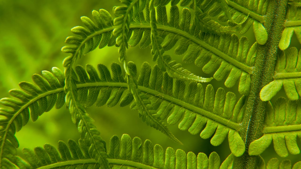 Detail of an ostrich fern in spring, Washington state (© Stephen Matera/Tandem Stills + Motion) desktop wallpaper