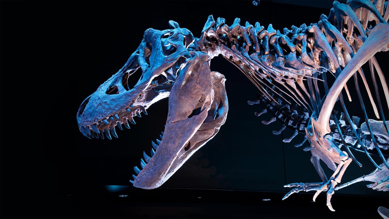 Squelette d’un Tyrannosaure rex (© Corbin17/Alamy) desktop wallpaper