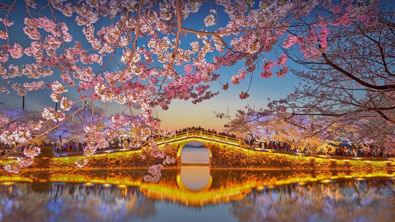 Cherry blossoms at Lake Tai at Wuxi, China (© Eric Yang/Getty Images) desktop wallpaper