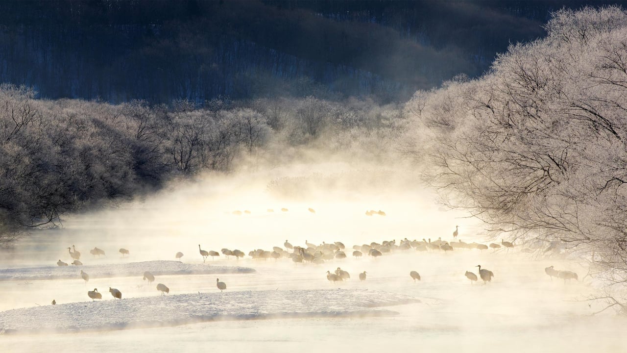 薄雾笼罩的河流中的丹顶鹤,日本北海道 (© Paul & Paveena Mckenzie/Getty Images) desktop wallpaper