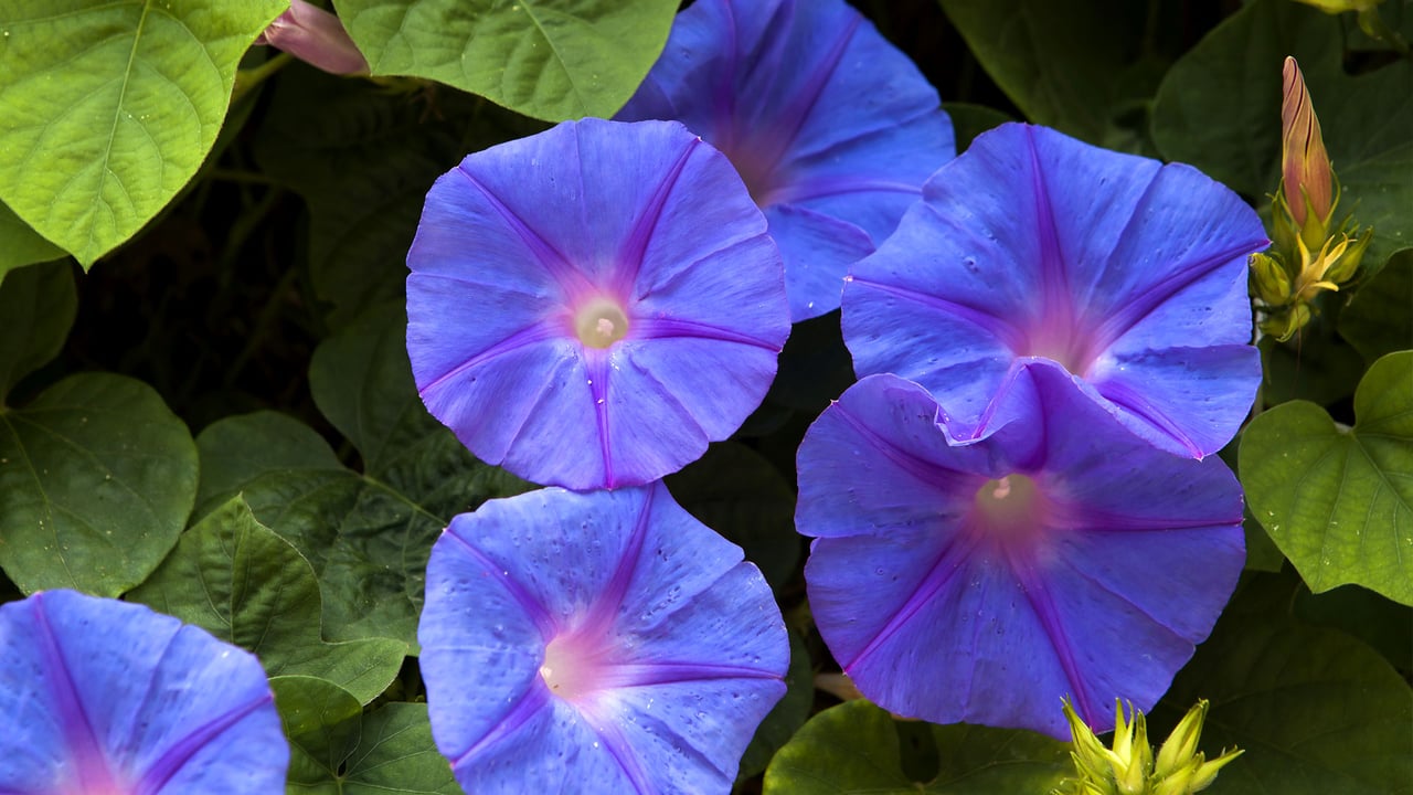 「青い朝顔」 (© Elena Rostunova/Sutterstock) desktop wallpaper