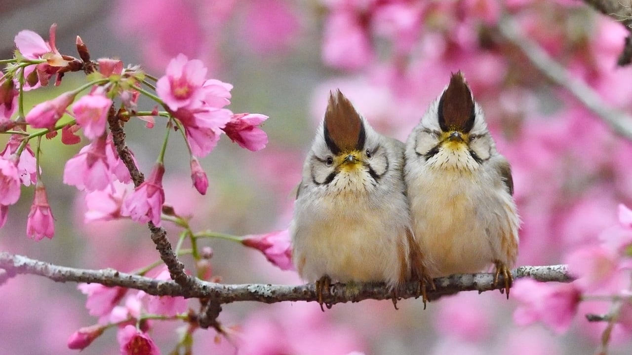 Taiwan yuhina pair, Alishan National Scenic Area, Taiwan (© Staffan Widstrand/Minden Pictures) desktop wallpaper