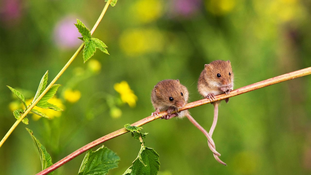 Souris des moissons installées sur une branche, queues entrelacées pour rester en équilibre, France (© Klein and Hubert/Minden Pictures) desktop wallpaper