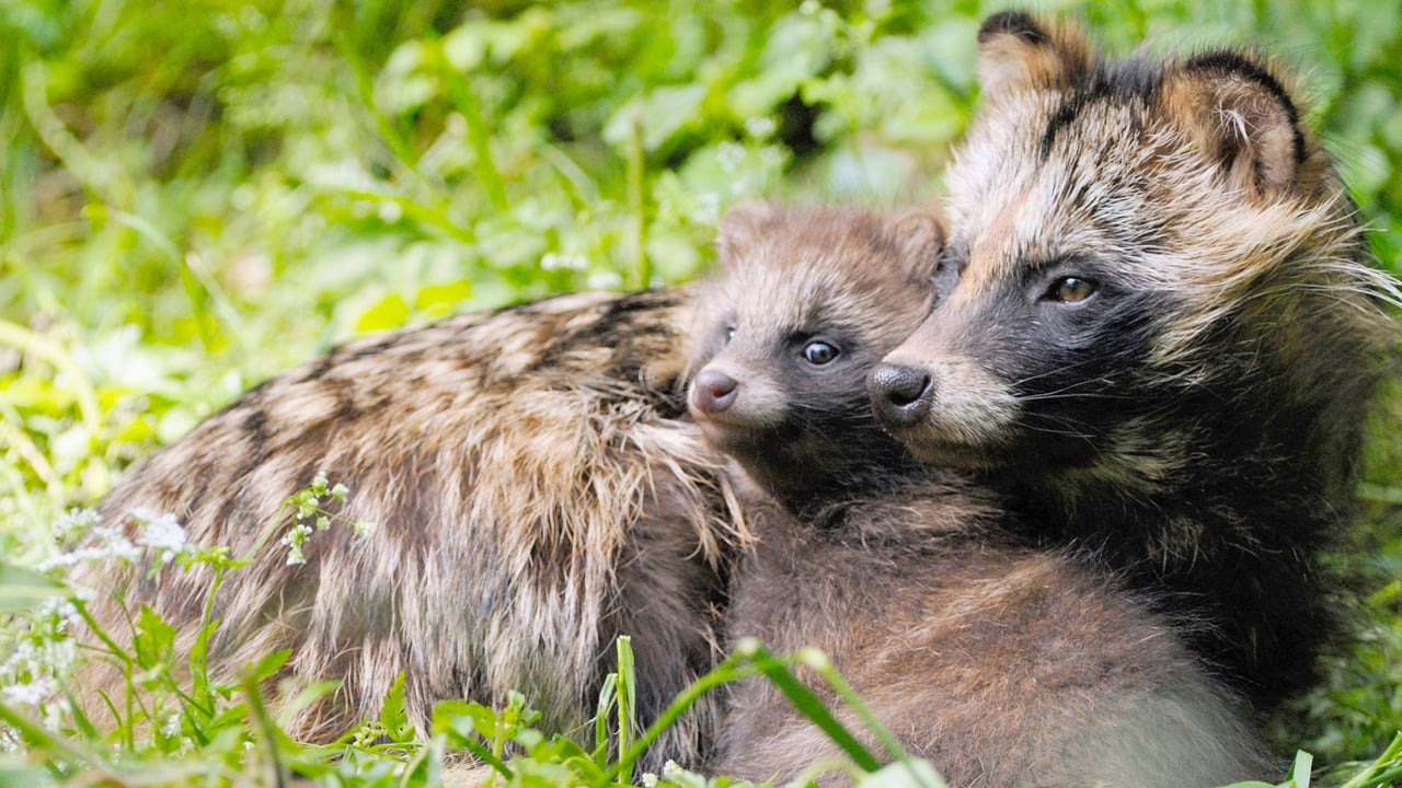 「タヌキの親子」ドイツ (© blickwinkel/Alamy Stock Photo) desktop wallpaper